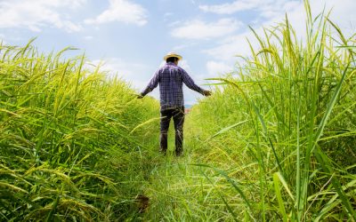 Transformando campos y vidas