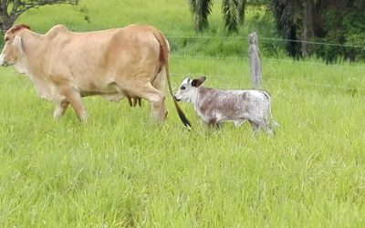 Nutrición y reproducción como la suplementación coadyuva