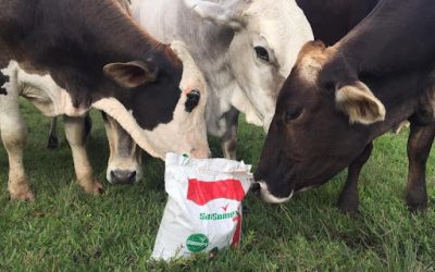 Qué papel cumplen las sales mineralizadas en la alimentación ganadera
