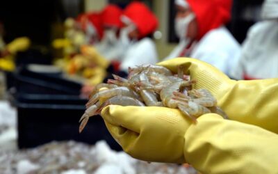 Transformación digital en la acuicultura: Soluciones tecnológicas para la producción de camarón