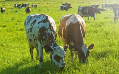 La Tecnología: Clave para una Ganadería Moderna, Rentable y Sostenible